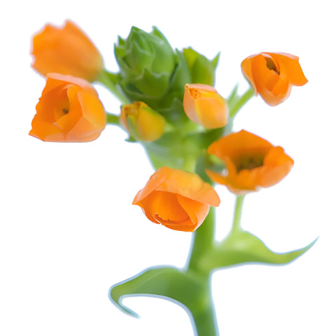 Orange Star of Bethlehem Flowers