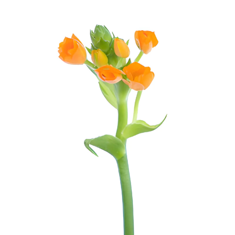 Orange Star of Bethlehem Flowers