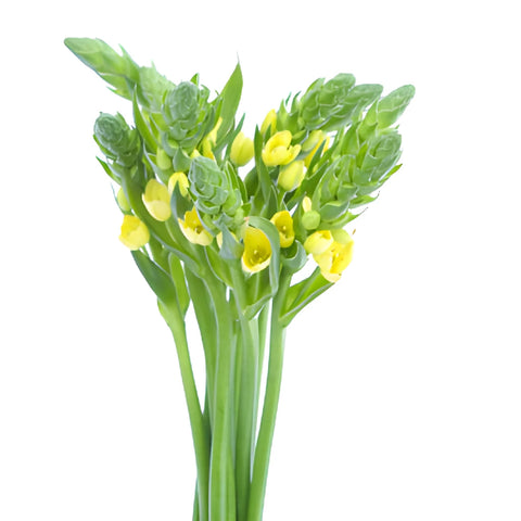 Yellow Star of Bethlehem Flowers