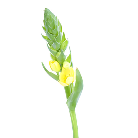 Yellow Star of Bethlehem Flowers