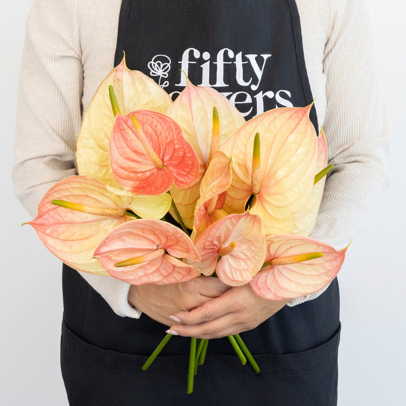 anthurium flower is pale Buy Wholesale Pale Blush Pink Anthurium Flower in Bulk