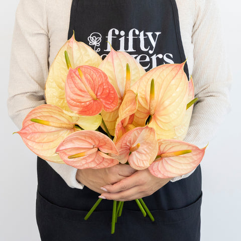 Buy Wholesale Pale Blush Pink Anthurium Flower in Bulk