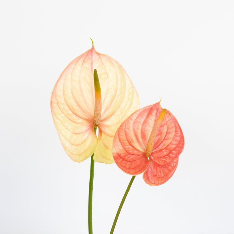 anthurium cost per stem Buy Wholesale Pale Blush Pink Anthurium Flower in Bulk