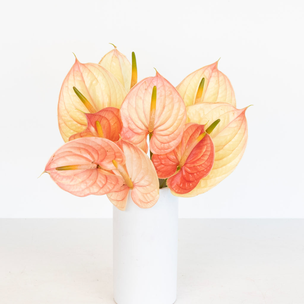 anthurium flower is pale Pale Blush Pink Anthurium Flower
