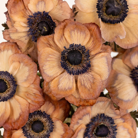 Pale Cashmere Brownie Anemone Close Up - Image