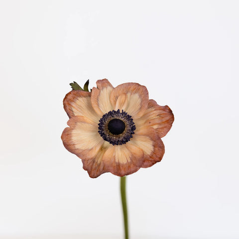 Pale Cashmere Brownie Anemone Stem - Image