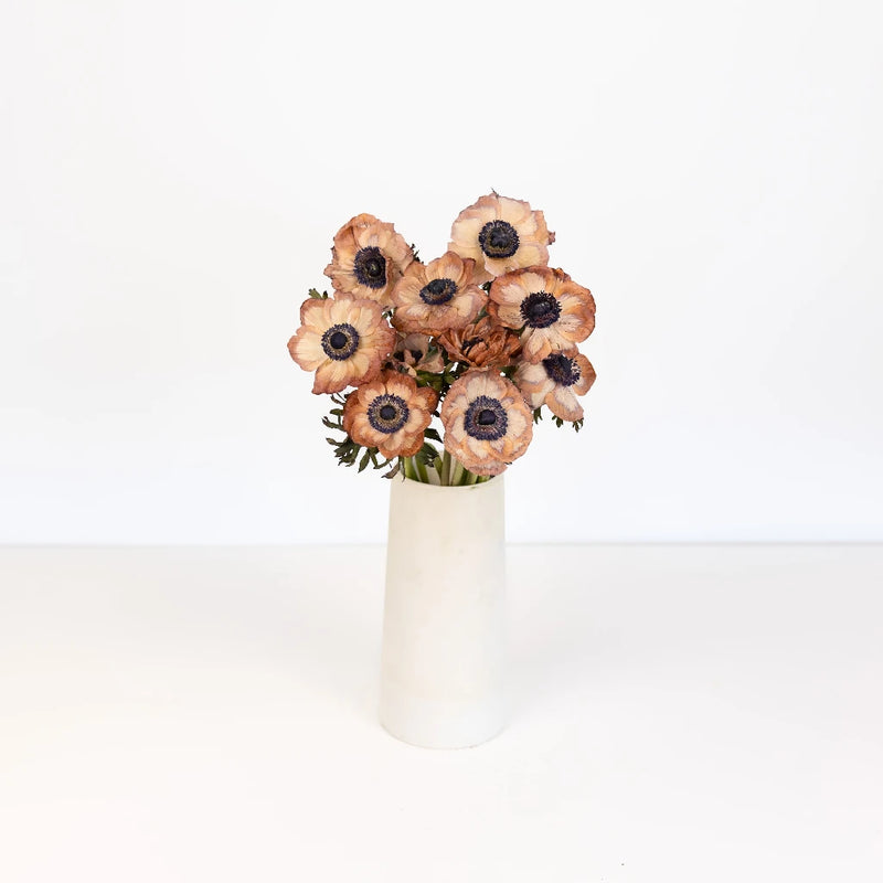 Pale Cashmere Brownie Anemone Vase - Image