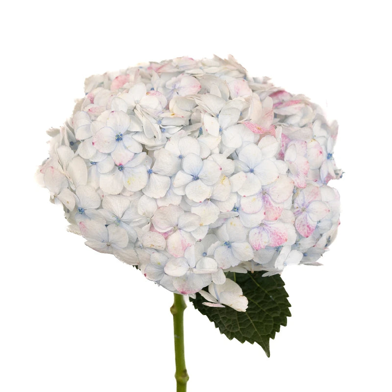 Pale Vintage Hydrangea Flower Stem - Image