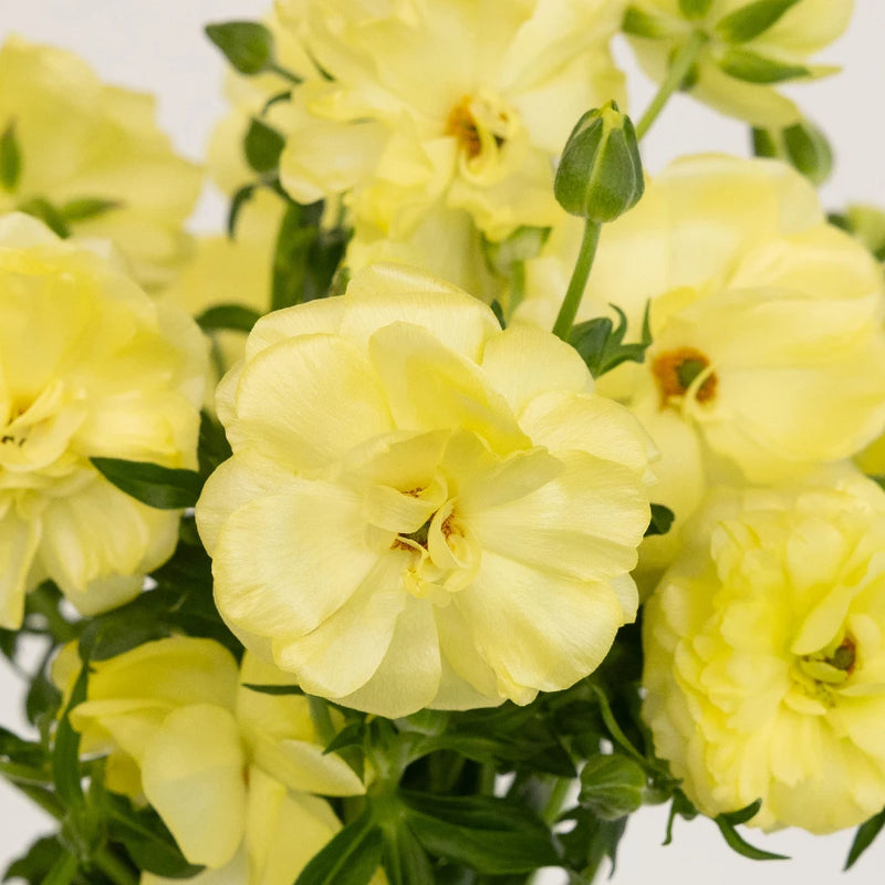 Pale Yellow Butterfly Ranunculus Flower Close Up - Image