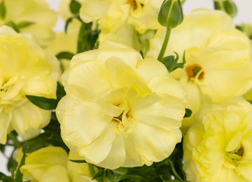 Pale Yellow Butterfly Ranunculus Flower Close Up - Image