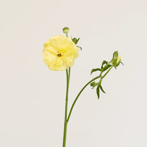 Pale Yellow Butterfly Ranunculus Flower Stem - Image