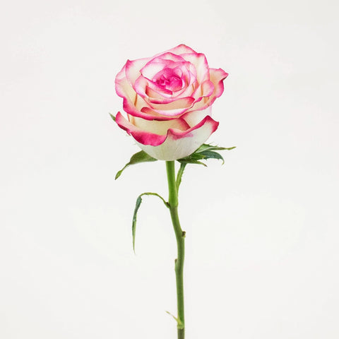 Paloma Pink Rose Stem