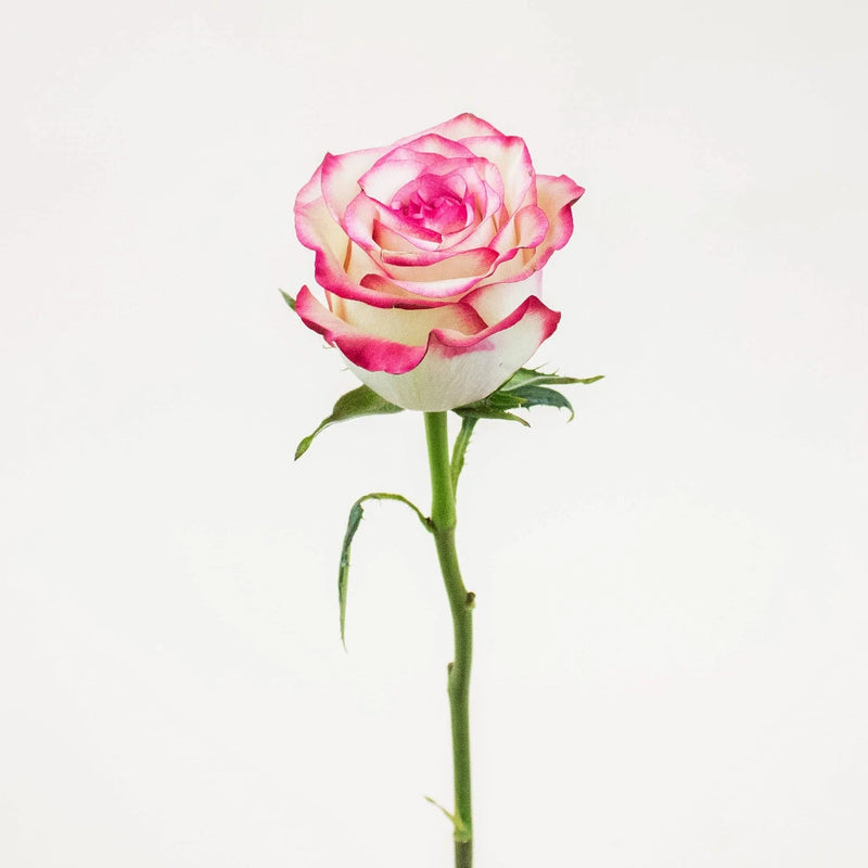 Paloma Pink Rose Stem