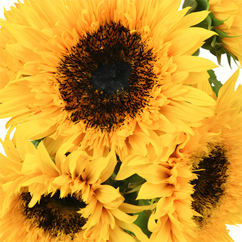 Sunsplash Sunflower