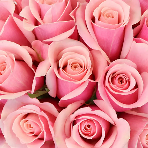 Irresistible Pink Sweetheart Roses Close Up - Image