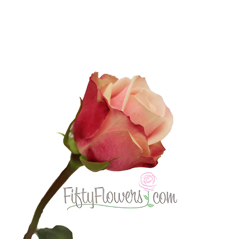 Panama Pink Blend Rose