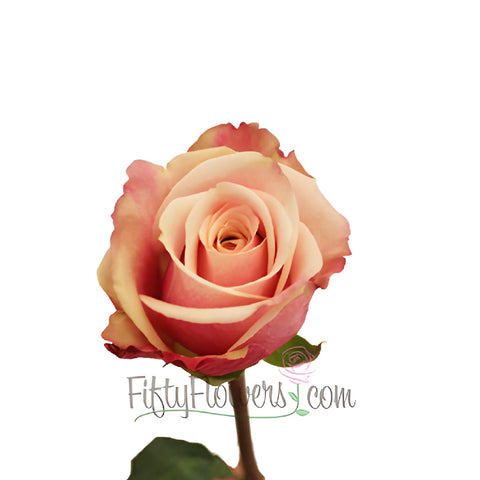 Panama Pink Blend Rose