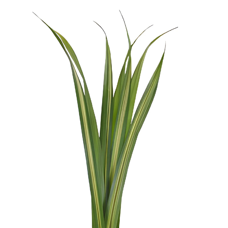 Variegated Pandanus Leaves