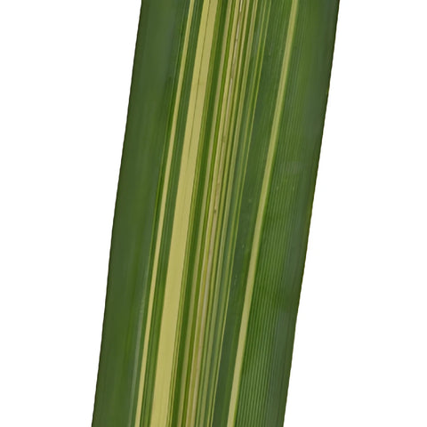 Variegated Pandanus Leaves