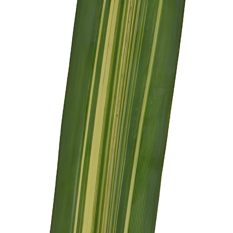 Variegated Pandanus Leaves