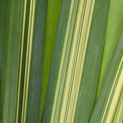 Variegated Pandanus Leaves