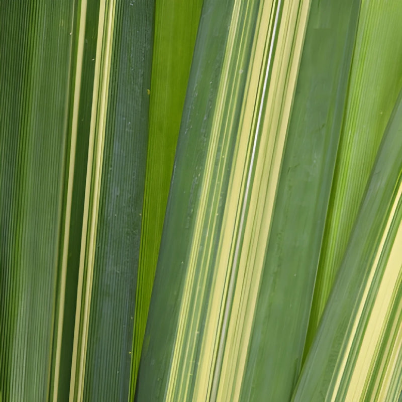 Variegated Pandanus Leaves