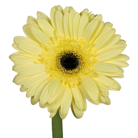 Butter Yellow Gebera Daisies