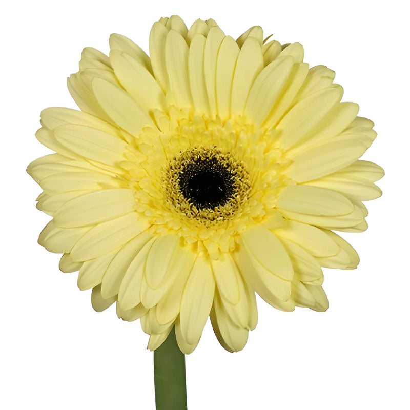 Butter Yellow Gebera Daisies
