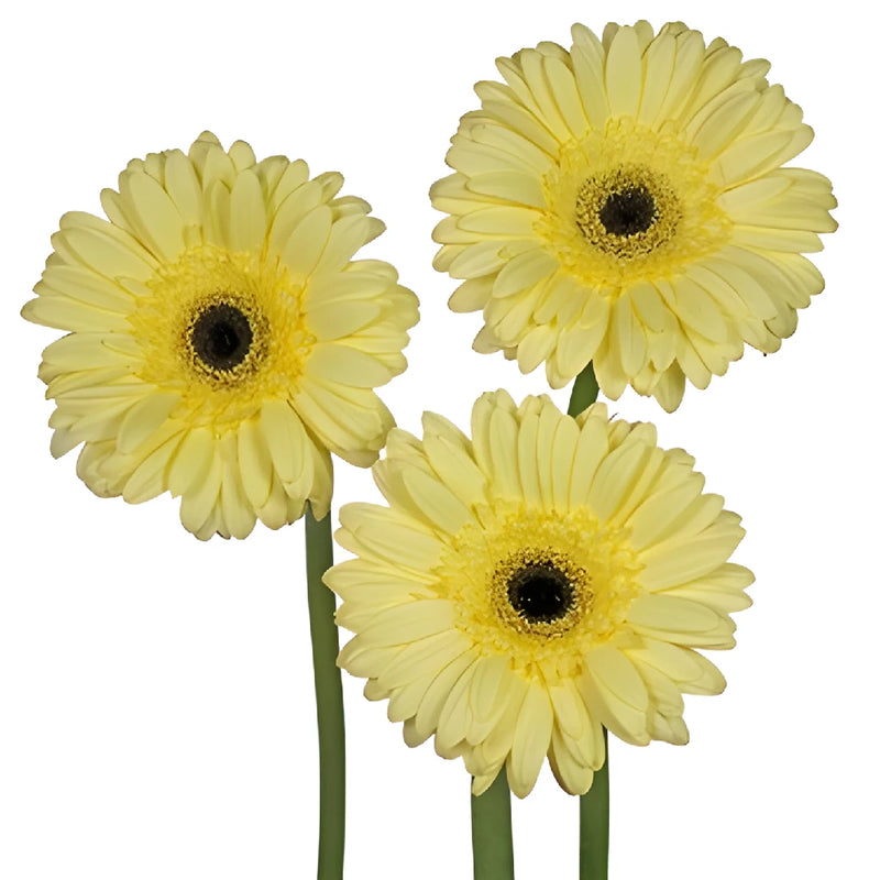 Butter Yellow Gebera Daisies
