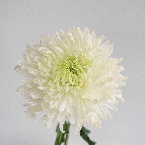 Paper White Chrysanthemum Cremon Stem - Image