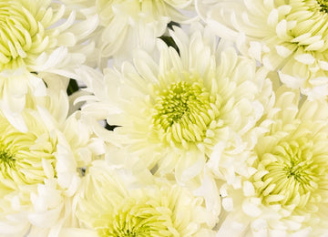 Paper White Chrysanthemum Cremon - Image
