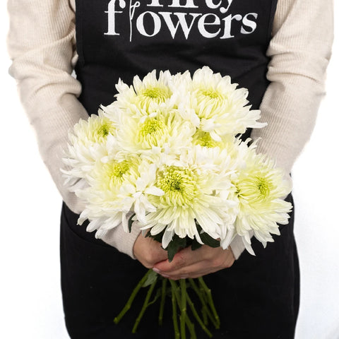 Paper White Chrysanthemum Cremon - Image