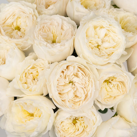 Paper White Garden Rose Close Up - Image