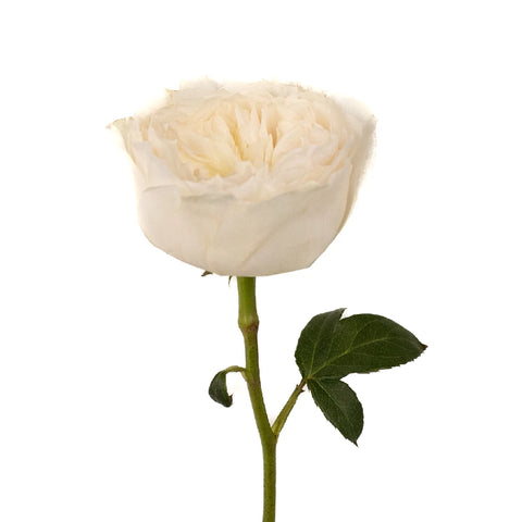 Paper White Garden Rose Stem - Image