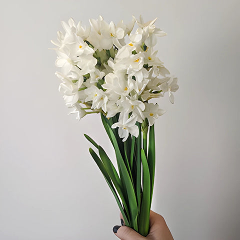 Paper White Narcissus Daffodil Flowers