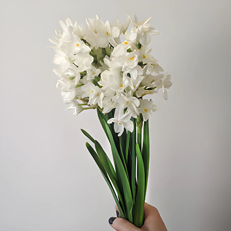Paper White Narcissus Daffodil Flowers