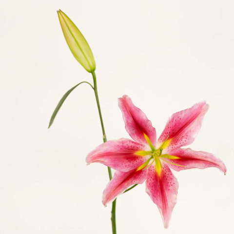 Paradise Pink Bacardi Oriental Lily Stem - Image