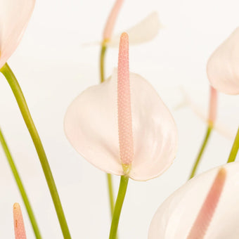 Parisian Mist Designer Anthurium Flower Close Up - Image