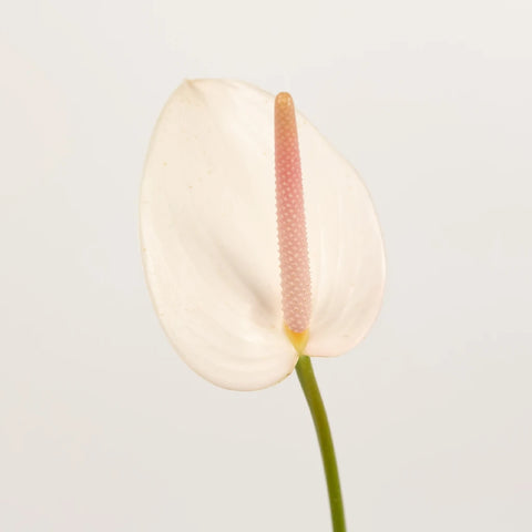 Parisian Mist Designer Anthurium Flower Stem - Image