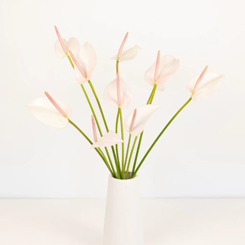 Parisian Mist Designer Anthurium Flower Vase - Image
