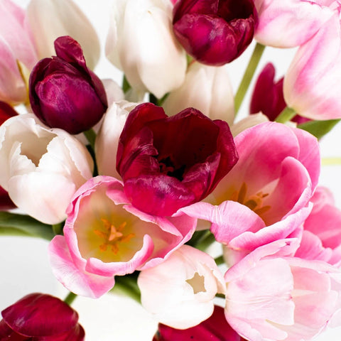 Passion Pack Fresh Cut Tulips Close Up - Image