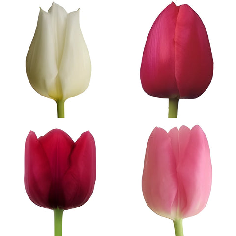 Passion Pack Fresh Cut Tulips - Image