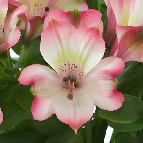 Passion Pink Peruvian Lilies Close Up - Image