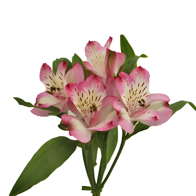 Passion Pink Peruvian Lilies Stem - Image