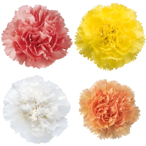 Pastel Farm Mix Wholesale Carnations Up close