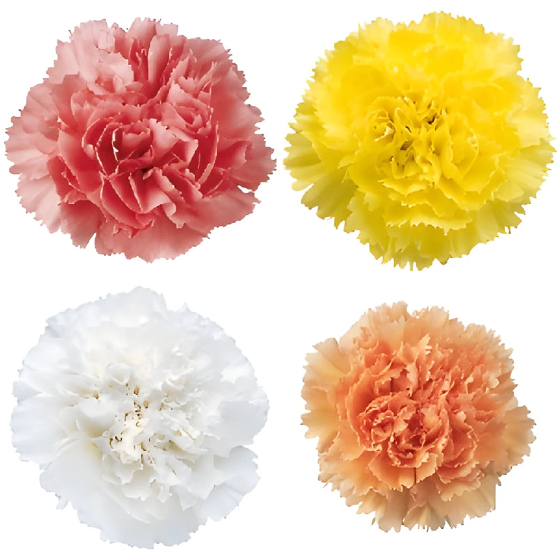 Pastel Farm Mix Wholesale Carnations Up close