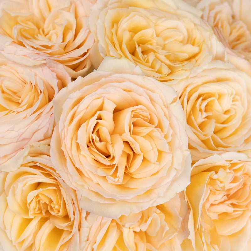 Pastel Perfection Garden Rose Close Up - Image
