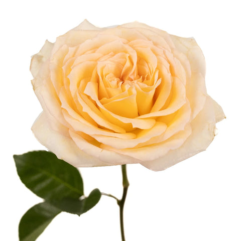 Pastel Perfection Garden Rose Stem - Image