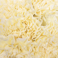 Pastel Yellow Wholesale Carnation Flowers Up Close
