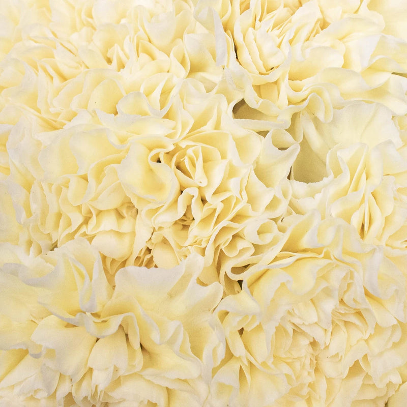 Pastel Yellow Wholesale Carnation Flowers Up Close